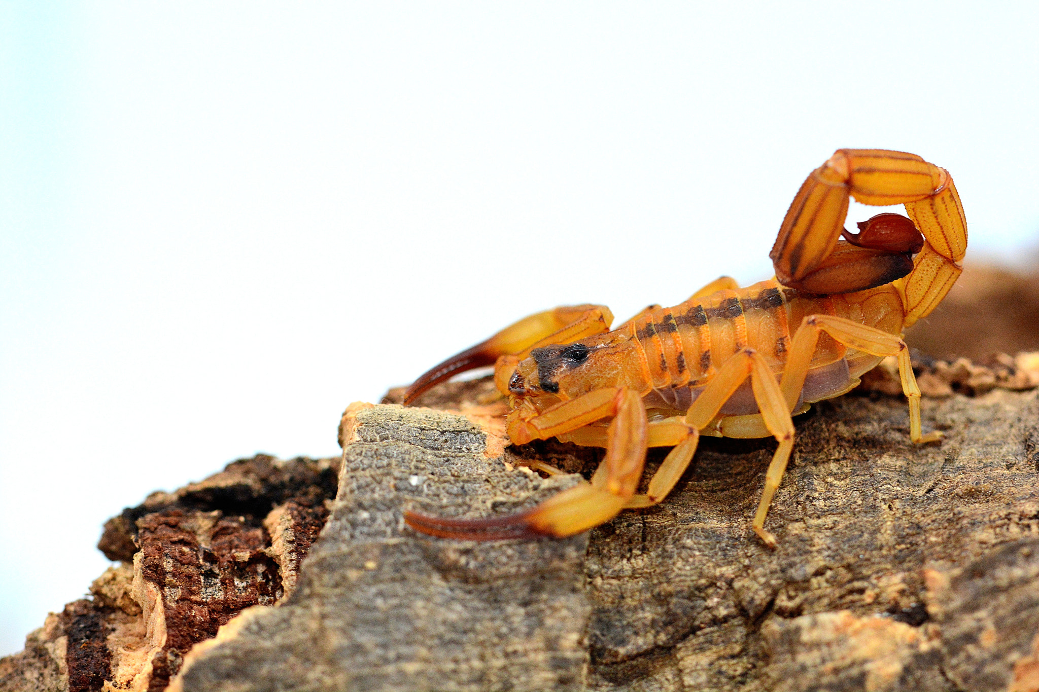 Nikon D7100 sample photo. Yellow forest scorpion photography
