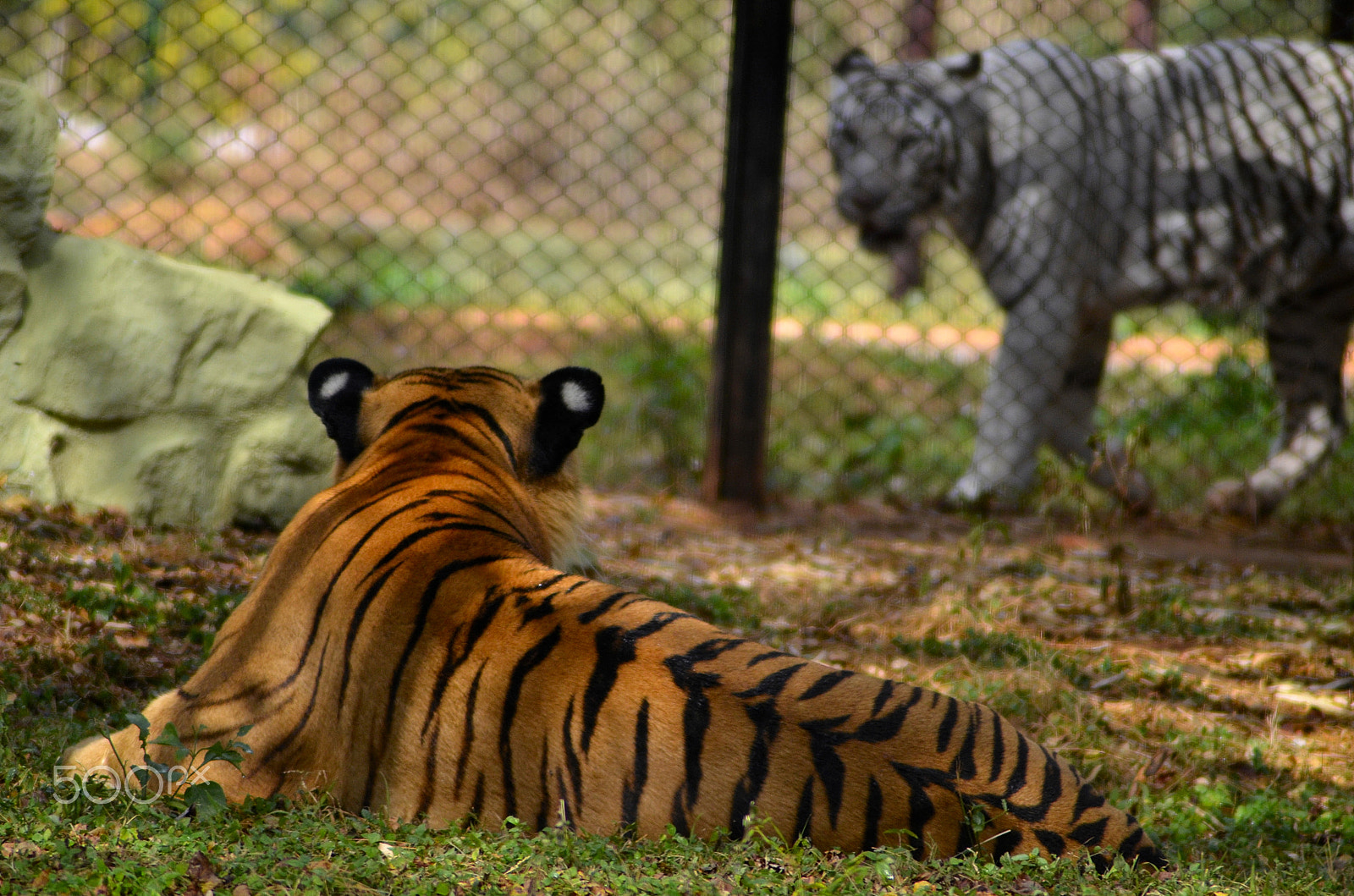 Nikon D7000 + AF Zoom-Nikkor 70-300mm f/4-5.6D ED sample photo. Across the fence photography