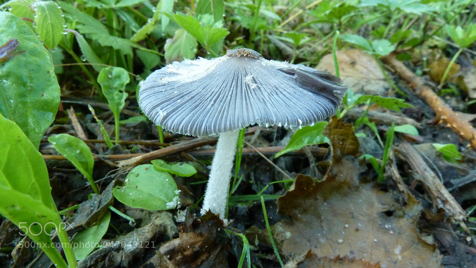Panasonic Lumix DMC-ZS7 (Lumix DMC-TZ10) sample photo. Pilz (coprinopsis atramentaria) photography