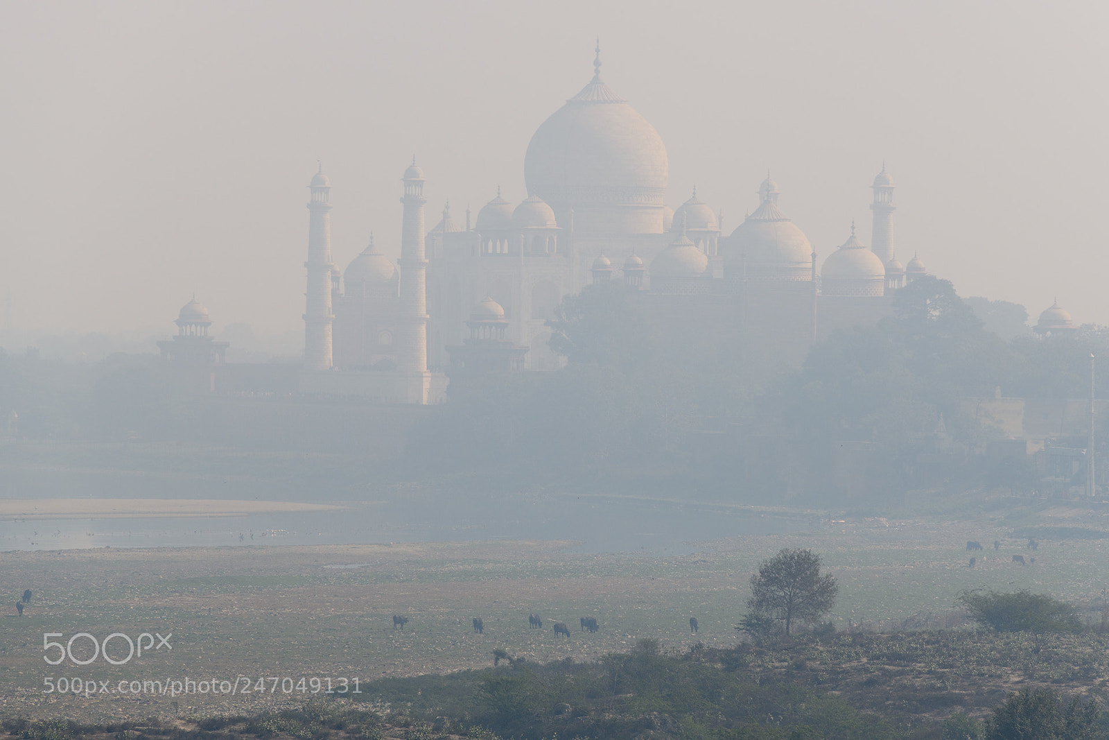 Nikon D850 sample photo. Through  the morning fog photography
