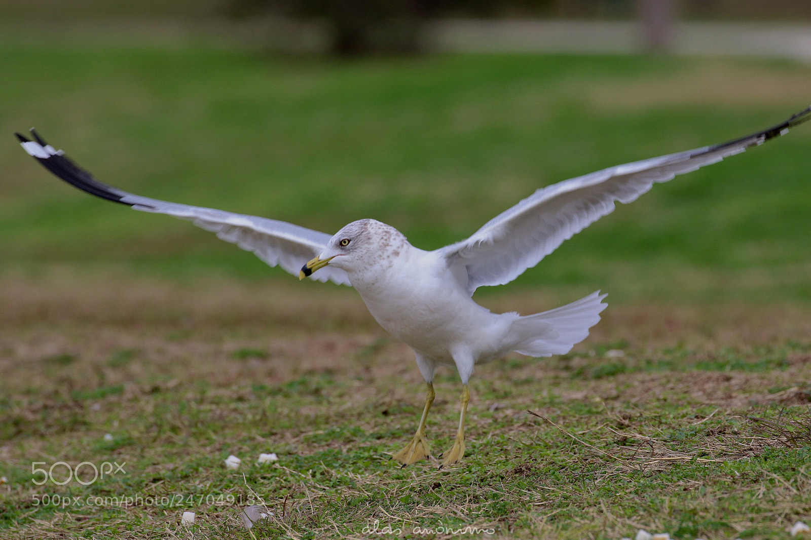 Canon EOS 7D Mark II sample photo. Taking off.....! photography