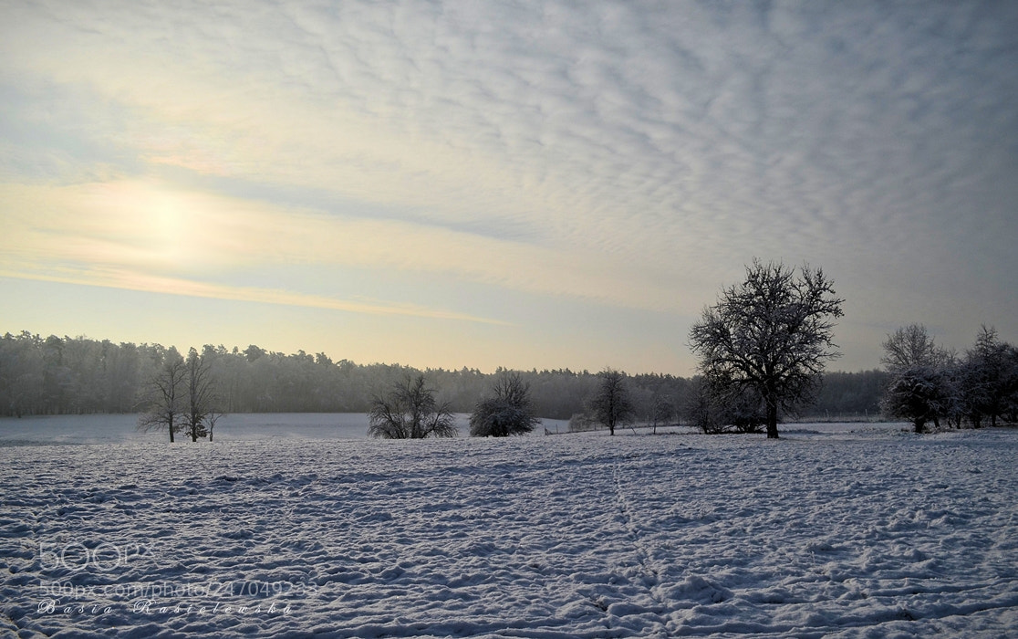Nikon D5100 sample photo. A great forest glade... photography