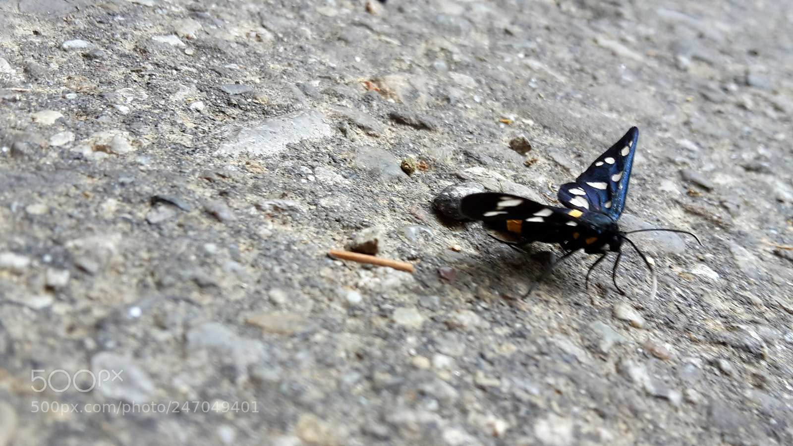 Samsung Galaxy S5 Mini sample photo. Butterfly photography