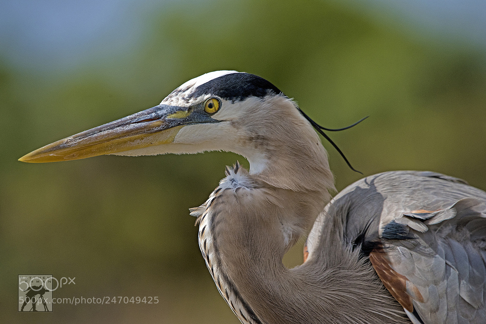 Nikon D810 sample photo. Bird photography