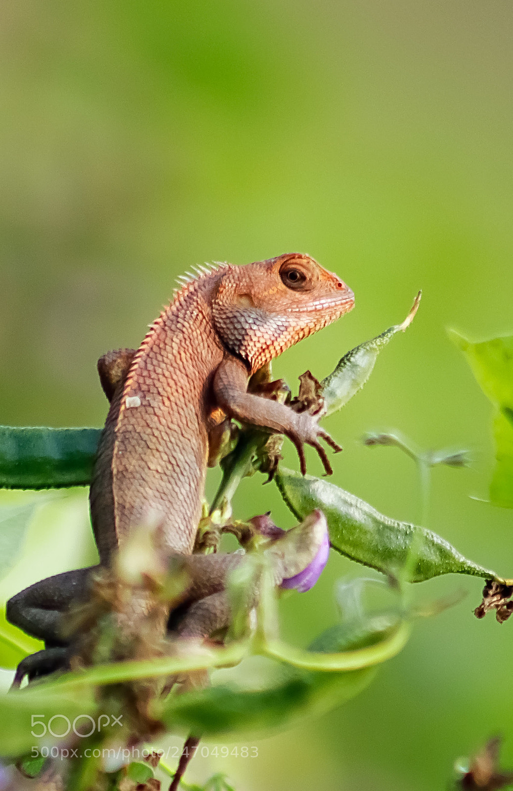 Canon EOS 80D sample photo. Garden lizard photography