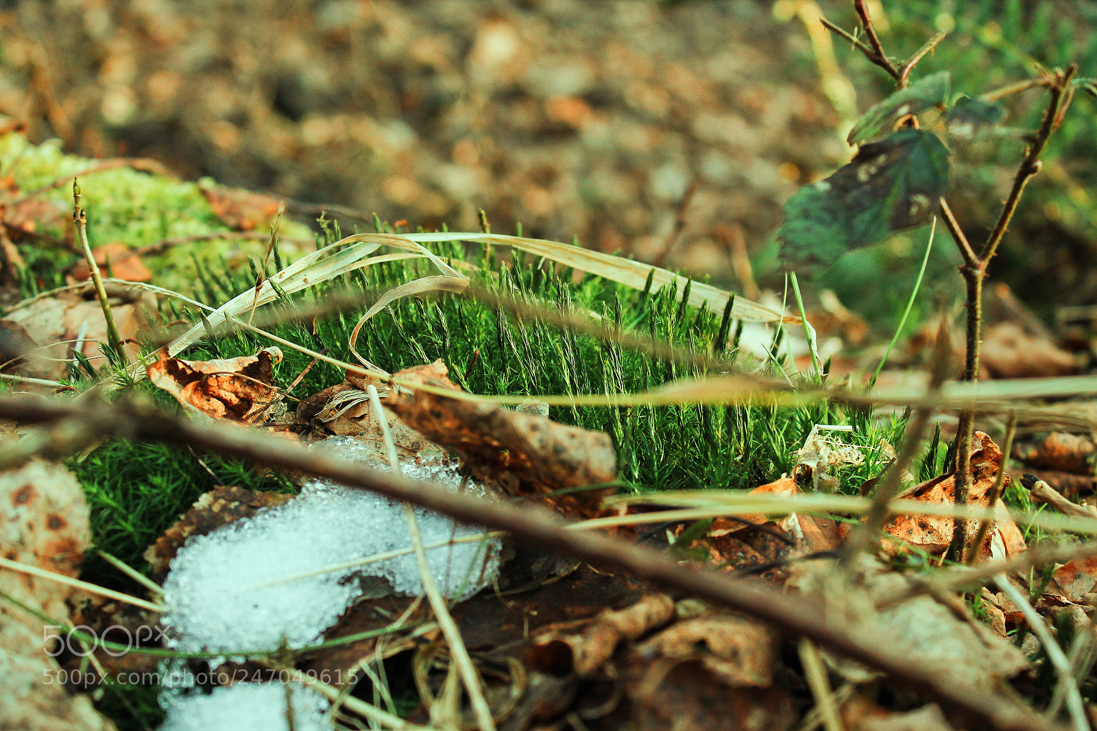 Canon EOS 1100D (EOS Rebel T3 / EOS Kiss X50) sample photo. Moss photography