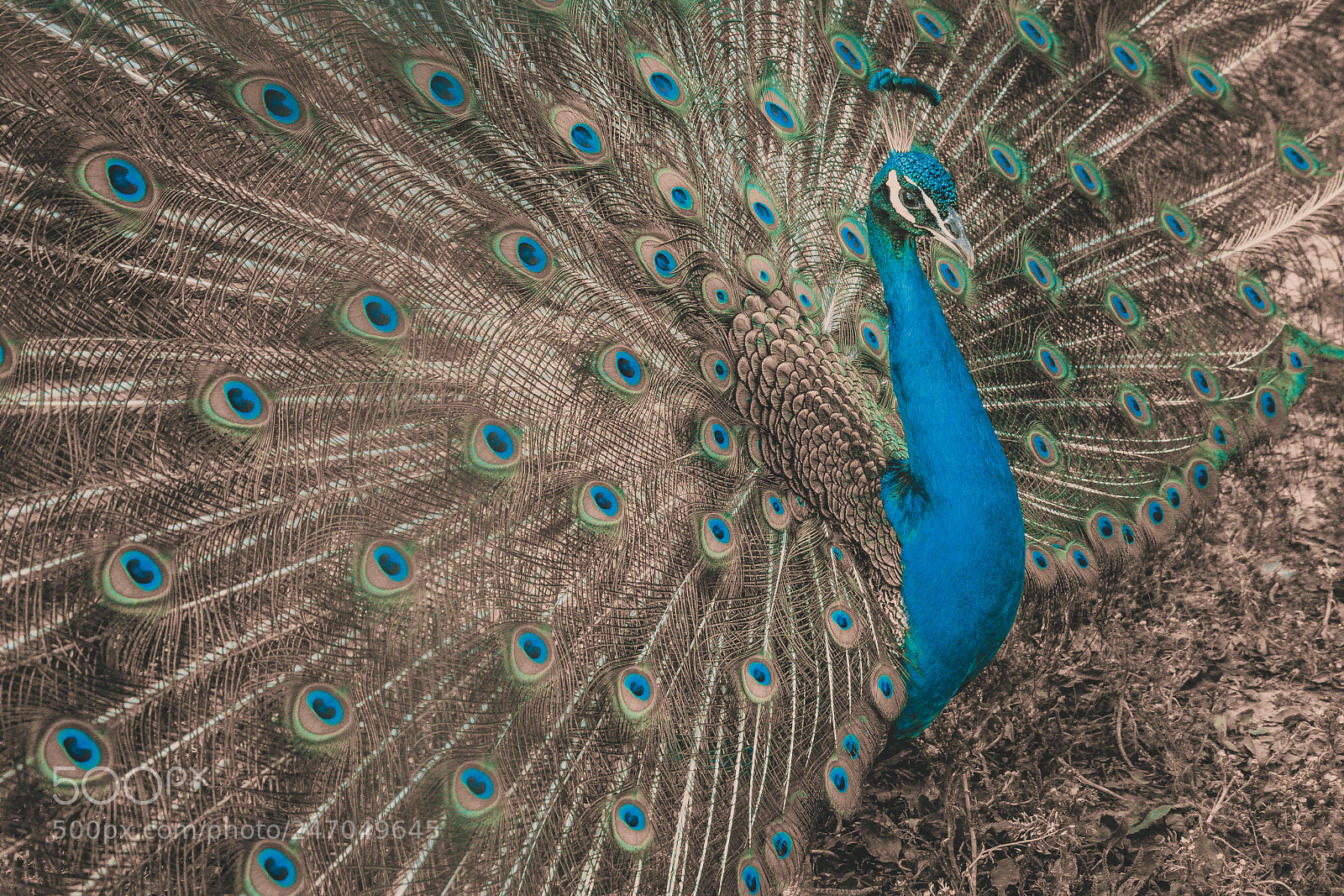 Canon EOS 5D sample photo. Gorgeous peacock closeup outdoor photography