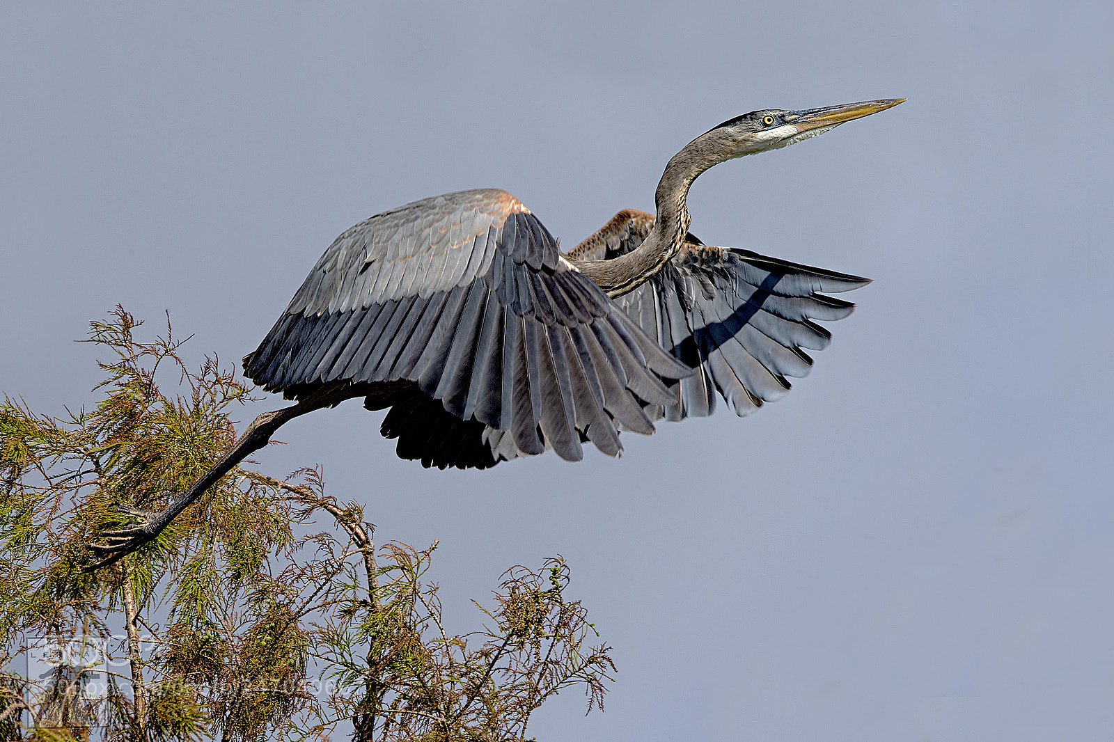 Nikon D810 sample photo. Flying photography