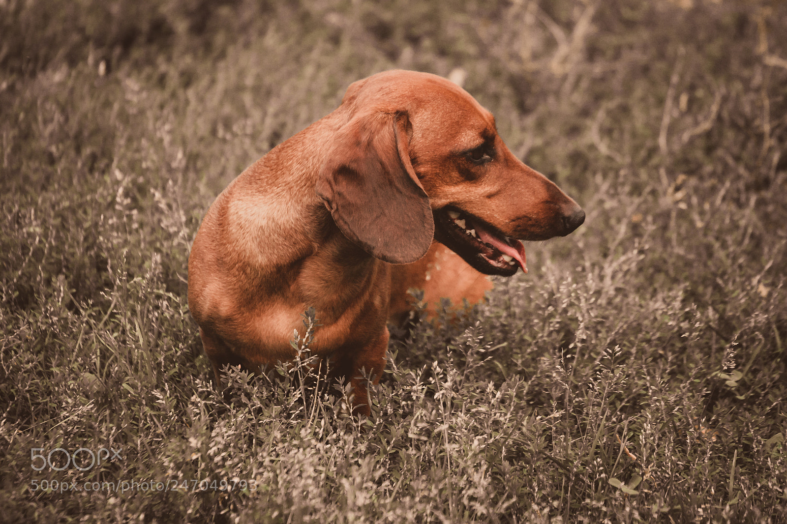 Canon EOS 5D sample photo. Photo dog dachshund closeup photography