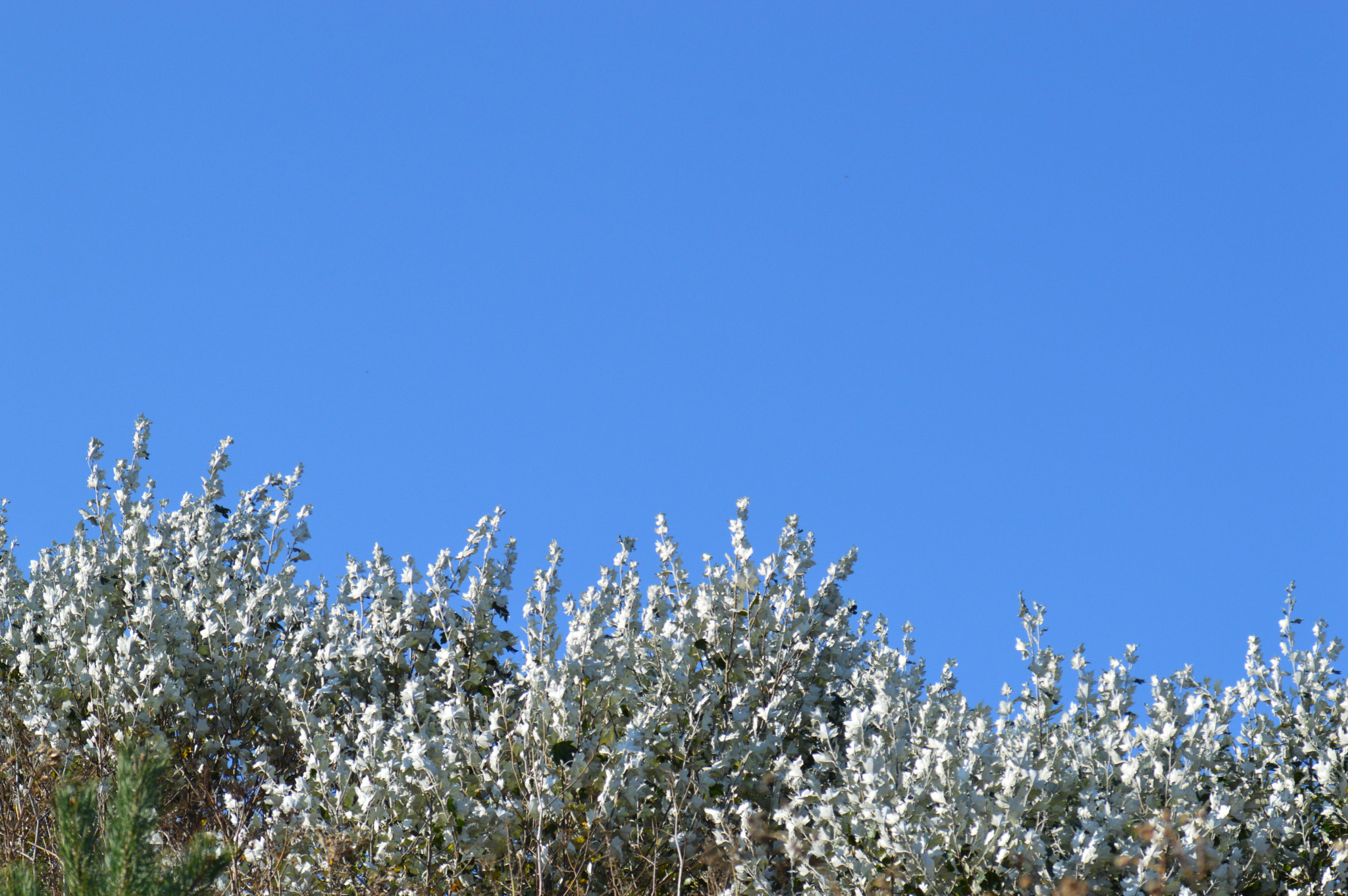 AF Zoom-Nikkor 28-100mm f/3.5-5.6G sample photo. Clear blue photography