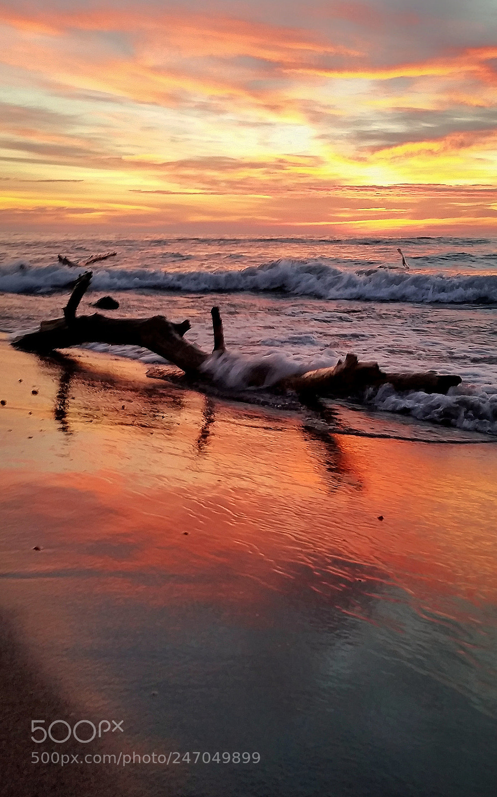 Samsung Galaxy S5 sample photo. Scarborough driftwood photography