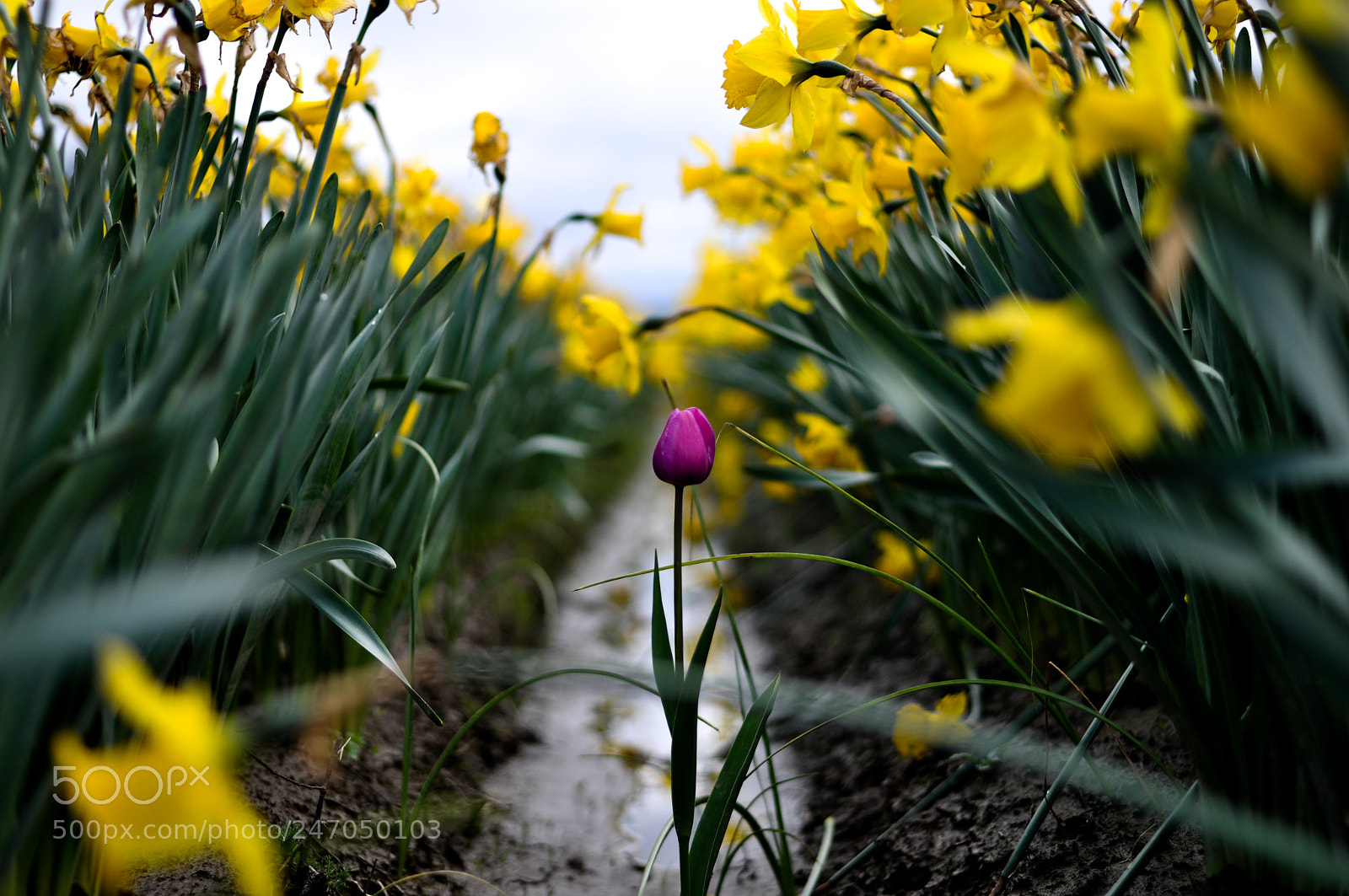 Nikon D5000 sample photo. Single purple tulip photography