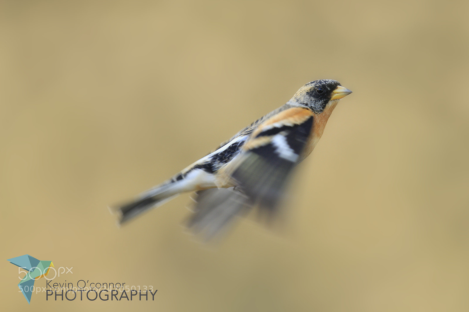 Canon EOS 7D sample photo. Brambling in flight photography