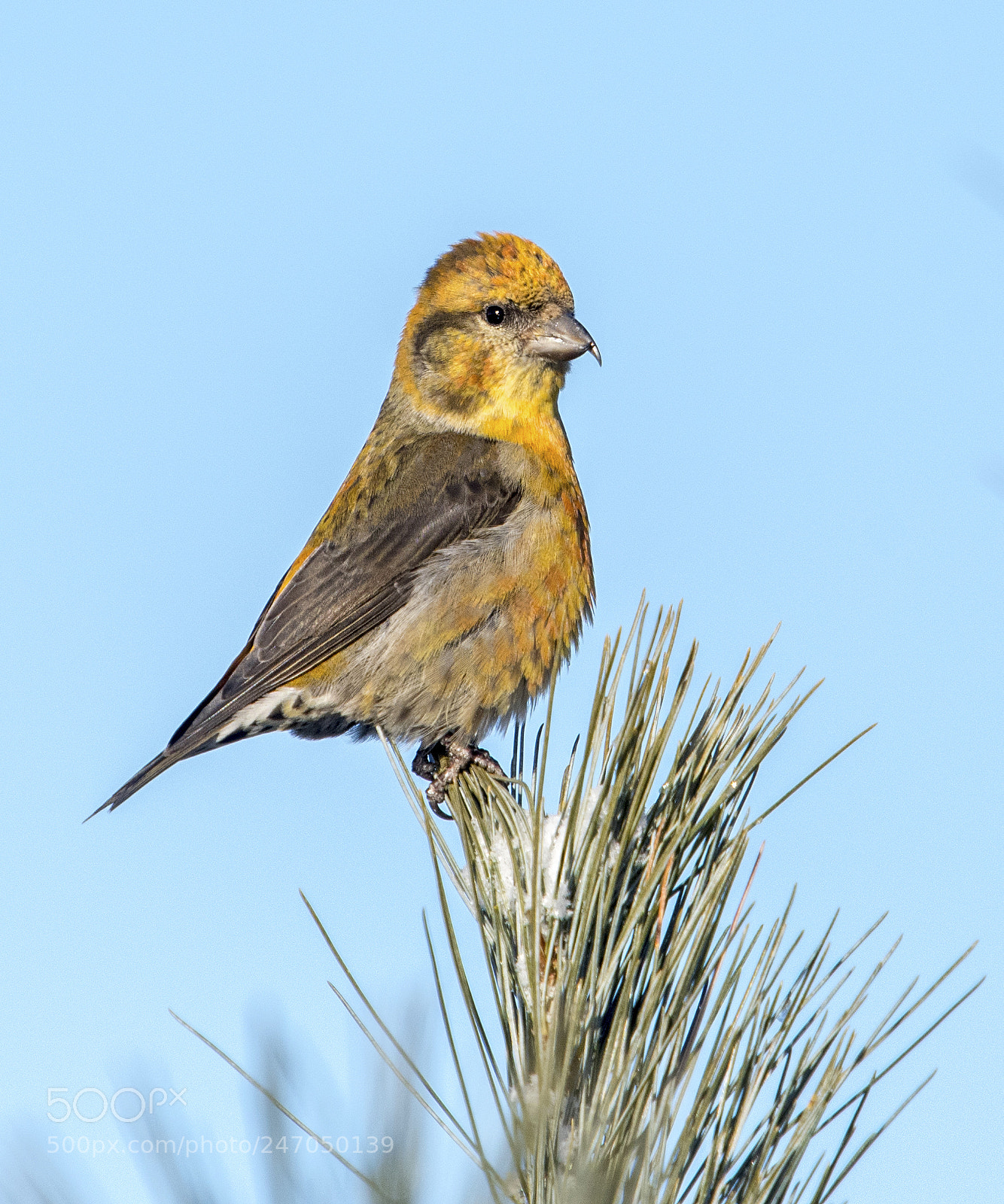 Nikon D500 sample photo. Red crossbill-female photography