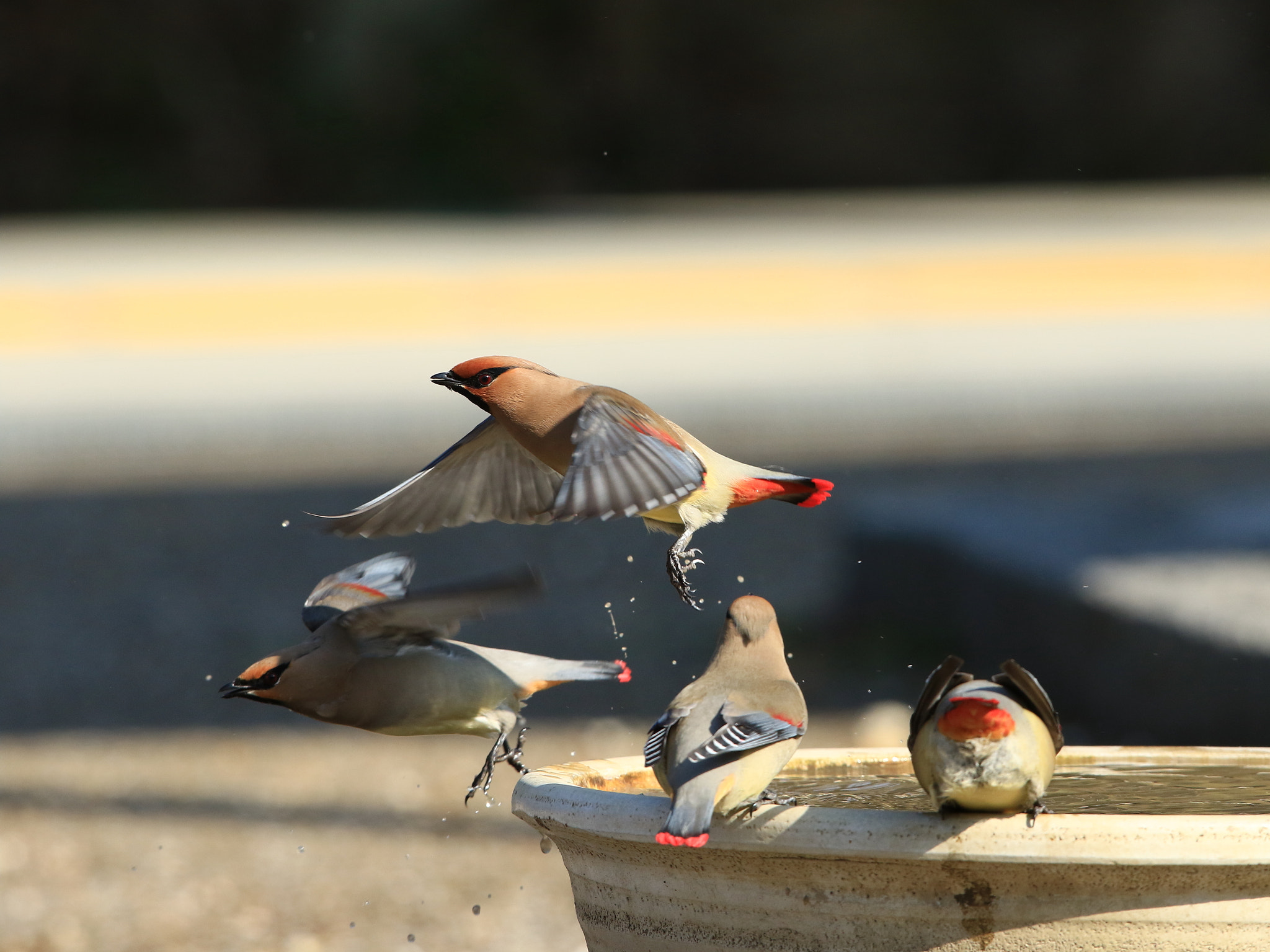 Canon EOS 7D Mark II + Canon EF 400mm F2.8L IS USM sample photo. Japanese waxwing  ヒレンジャク photography