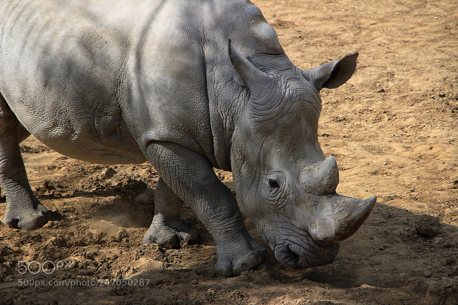 Canon EOS 100D (EOS Rebel SL1 / EOS Kiss X7) sample photo. White rhinoceros photography