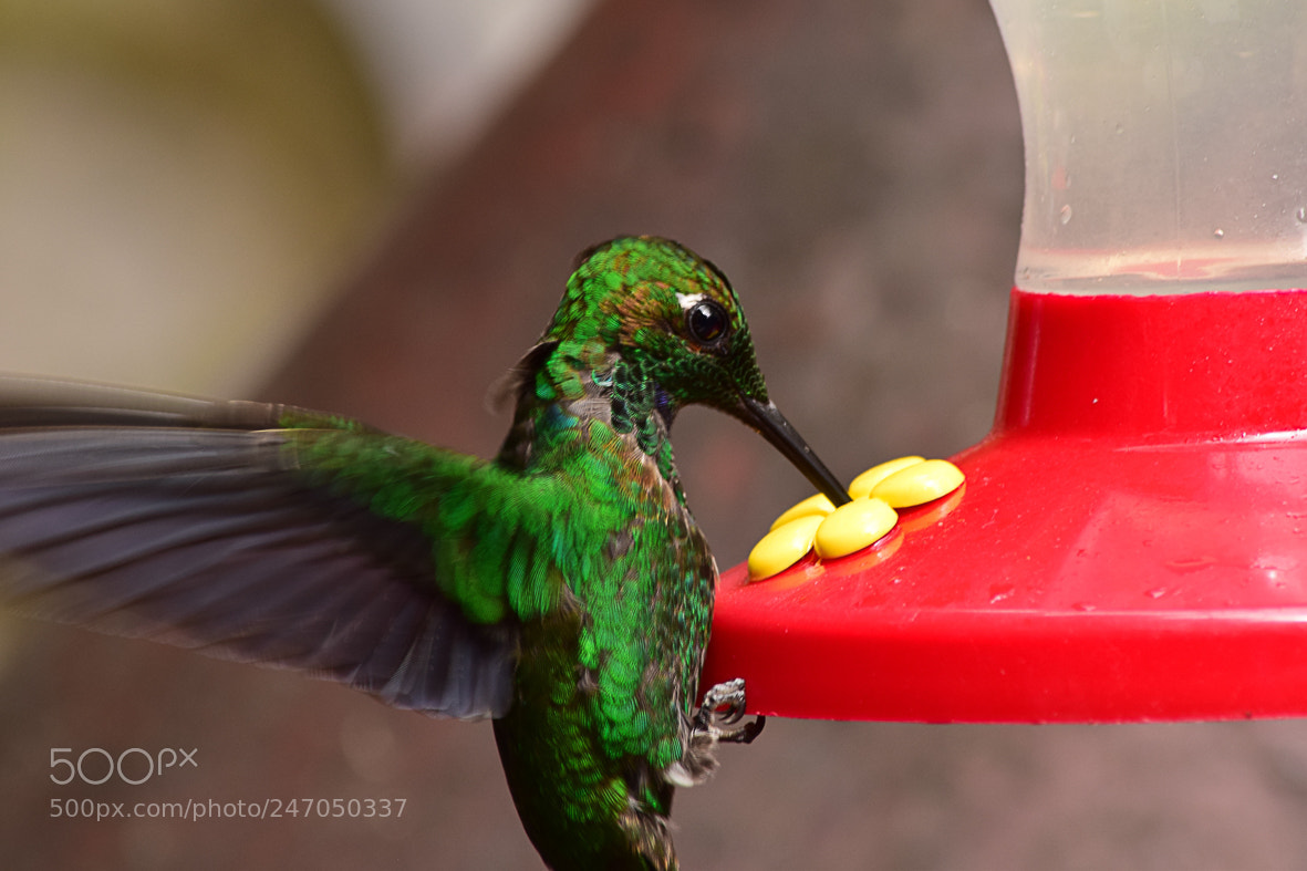 Nikon D3300 sample photo. Hummingbird at a feeder photography