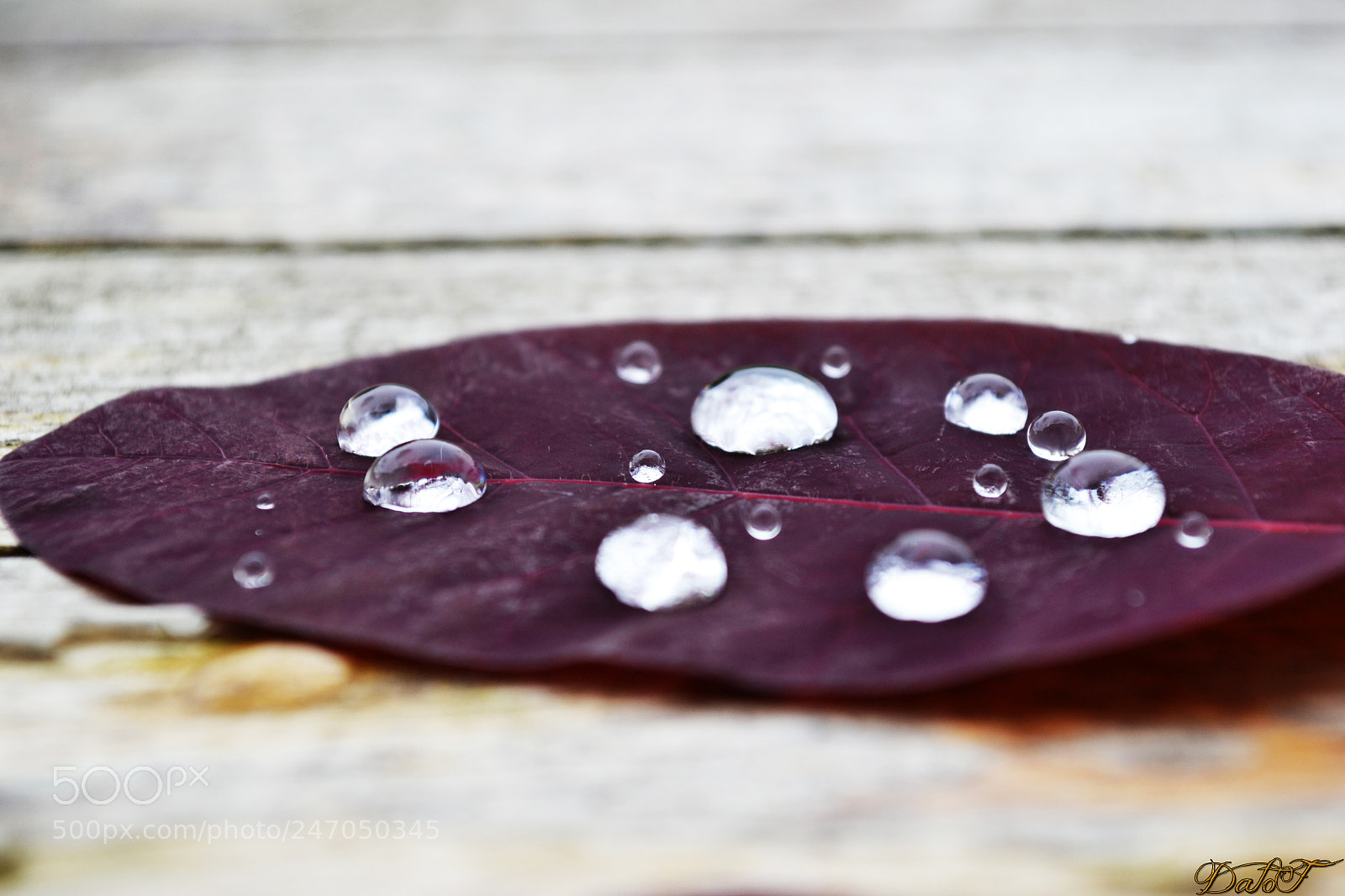 Nikon D3100 sample photo. Hydrophobe photography