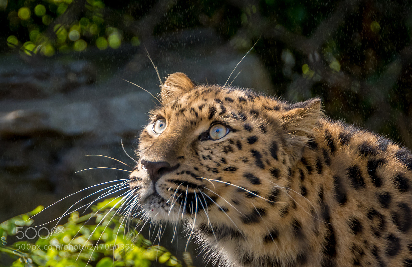 Nikon D7500 sample photo. Stare photography