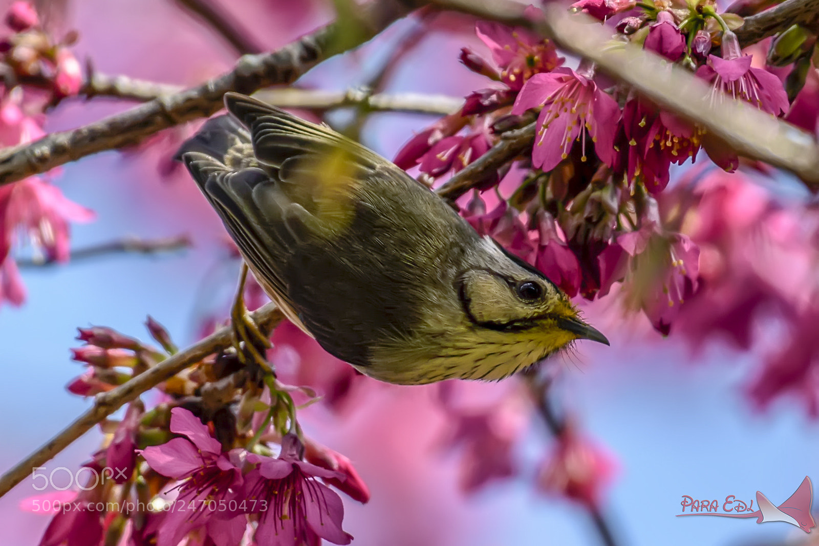 Nikon D5 sample photo. Taiwan yuhina photography
