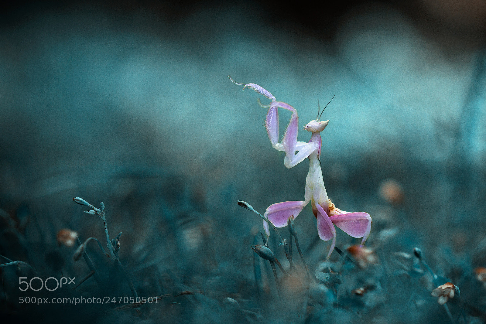 Canon EOS 7D sample photo. Orchid mantis, mantis, orchid photography