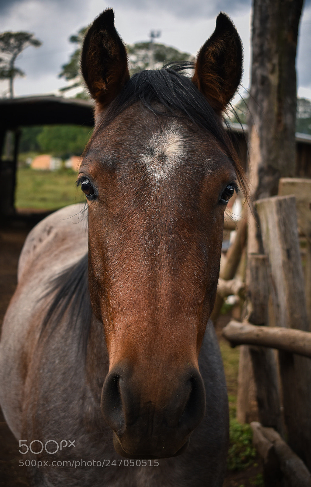 Nikon D3400 sample photo. Horses, caballos photography