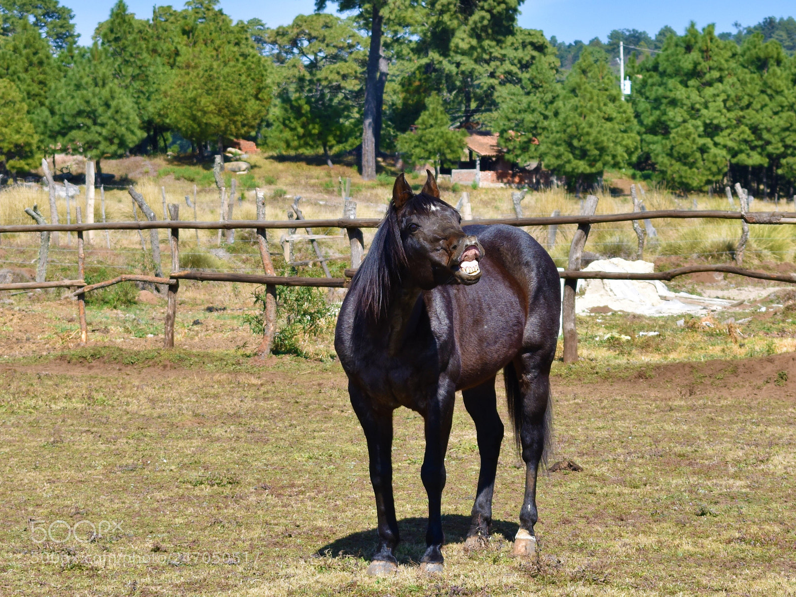 Nikon D3400 sample photo. Horses, caballos photography
