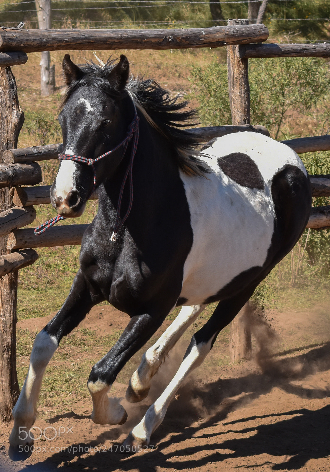 Nikon D3400 sample photo. Horses, caballos photography