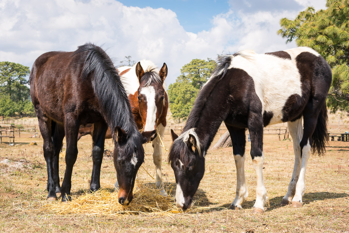 Nikon D3400 sample photo. Horses, caballos photography