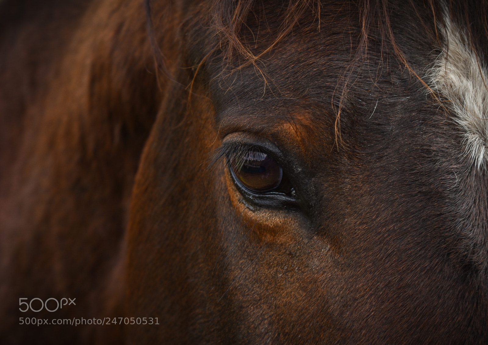 Nikon D3400 sample photo. Horses, caballos photography