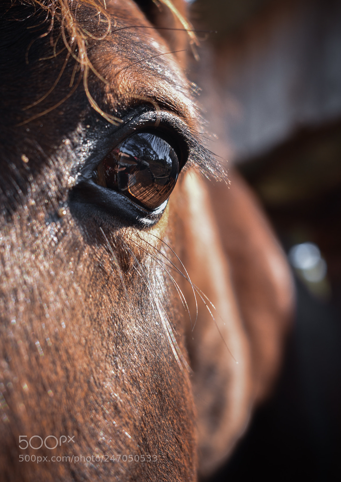 Nikon D3400 sample photo. Horses, caballos photography