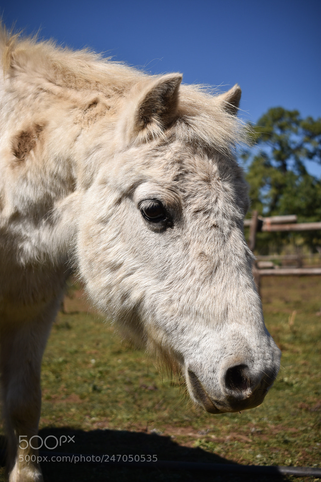 Nikon D3400 sample photo. Horses, caballos photography