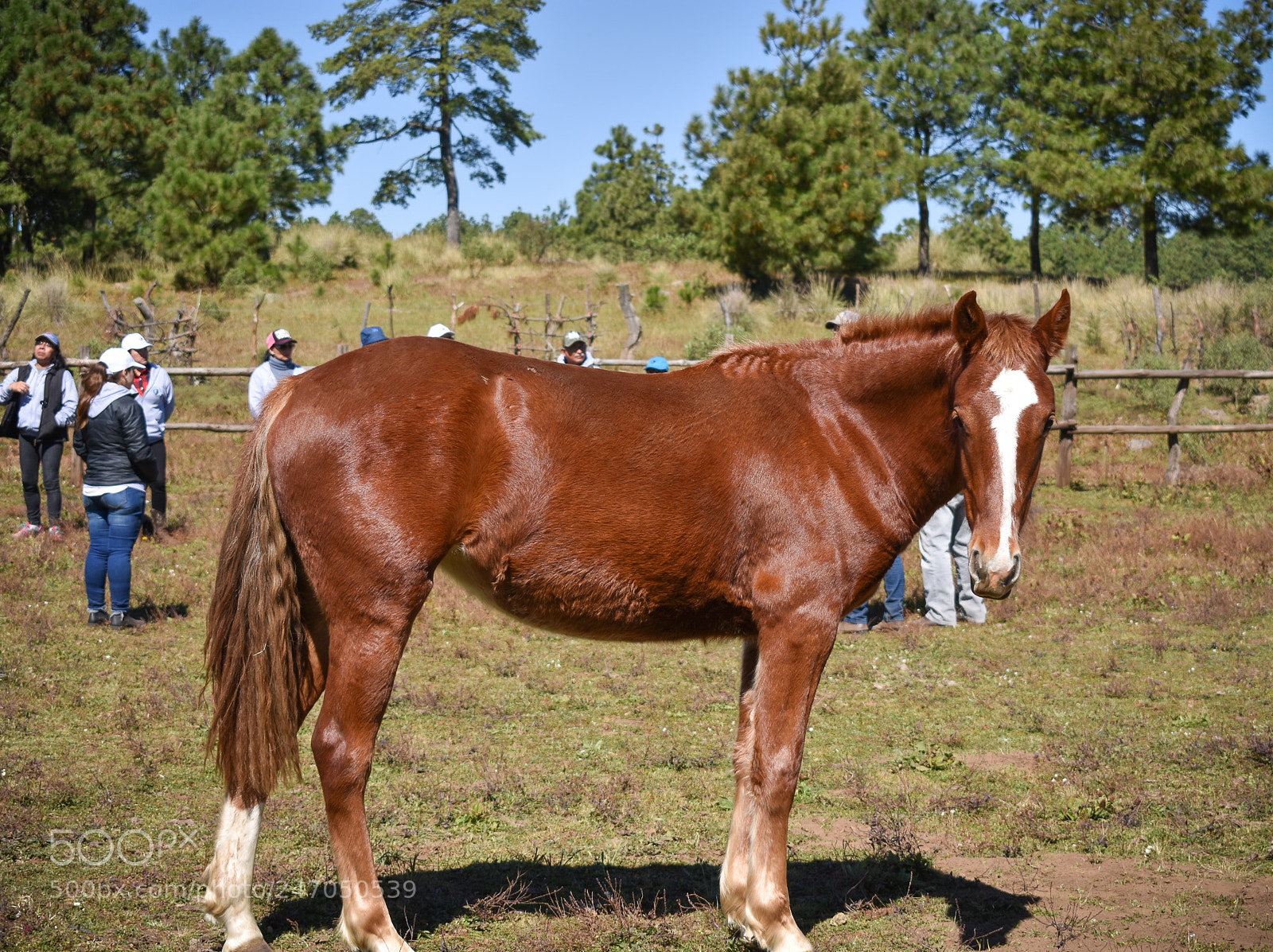 Nikon D3400 sample photo. Horses, caballos photography