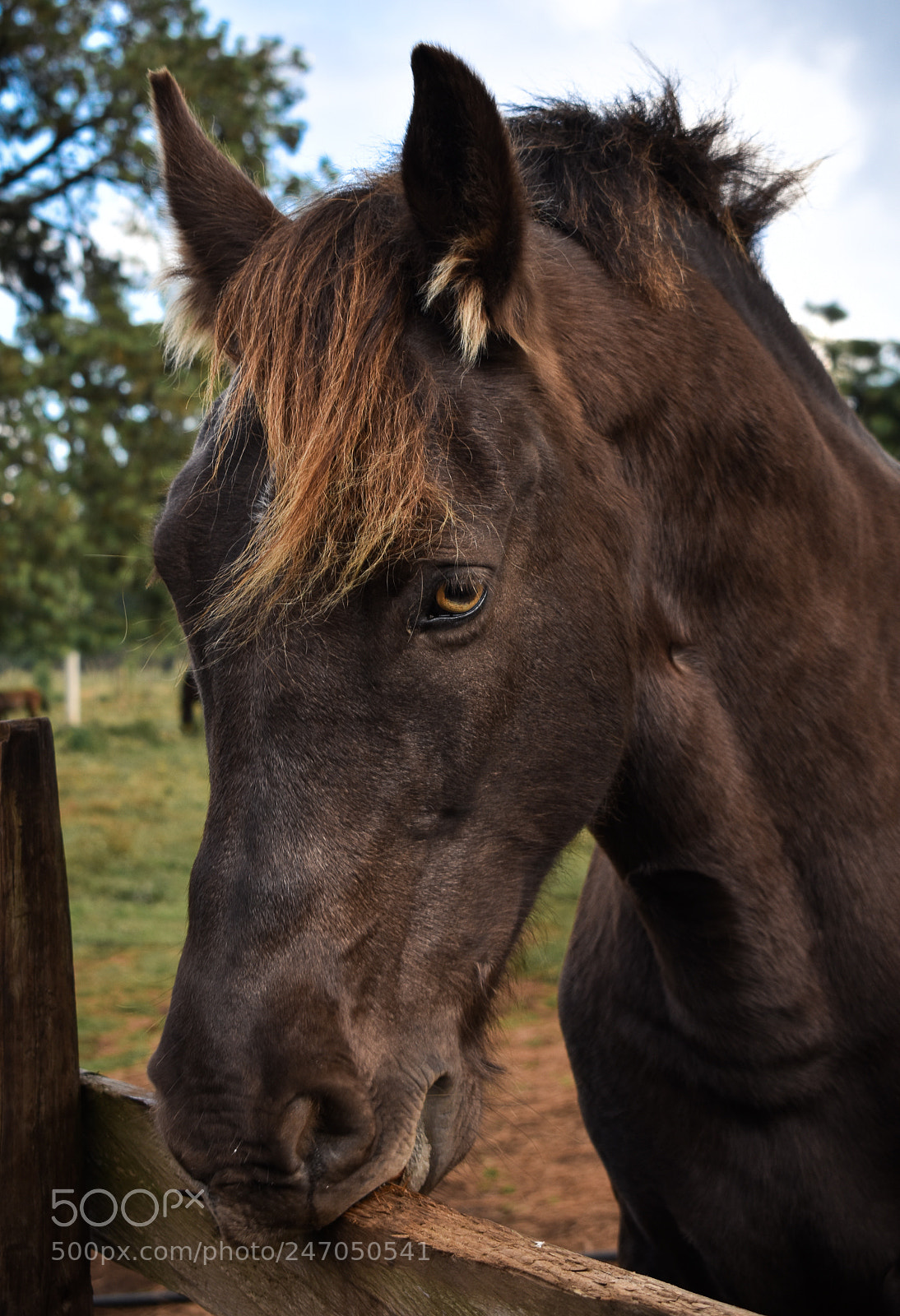 Nikon D3400 sample photo. Horses, caballos photography