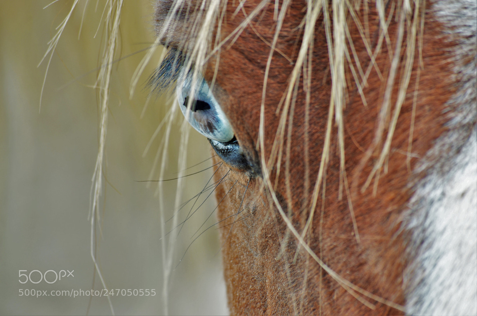Nikon D5100 sample photo. Horses, caballos photography