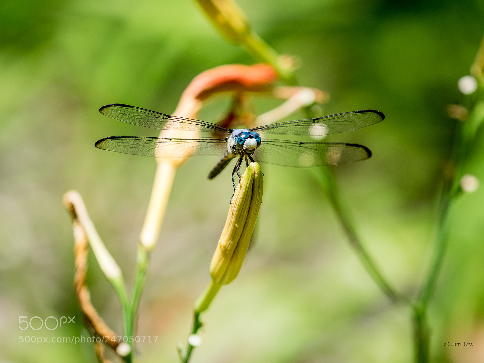 Olympus OM-D E-M1 sample photo. Sugar mill gardens dragonfly photography