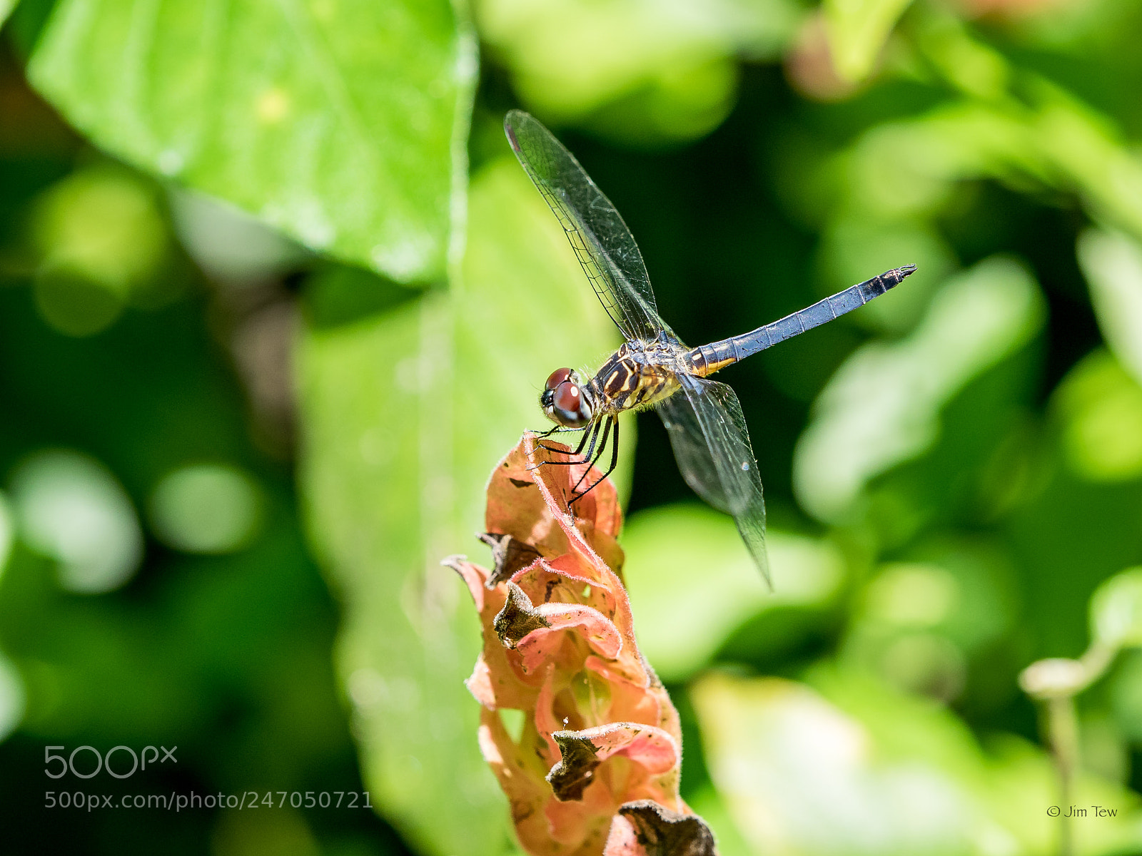Olympus OM-D E-M1 sample photo. Sugar mill gardens dragonfly photography