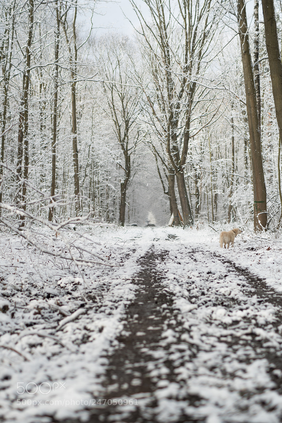 Nikon D7500 sample photo. Snowy forest photography