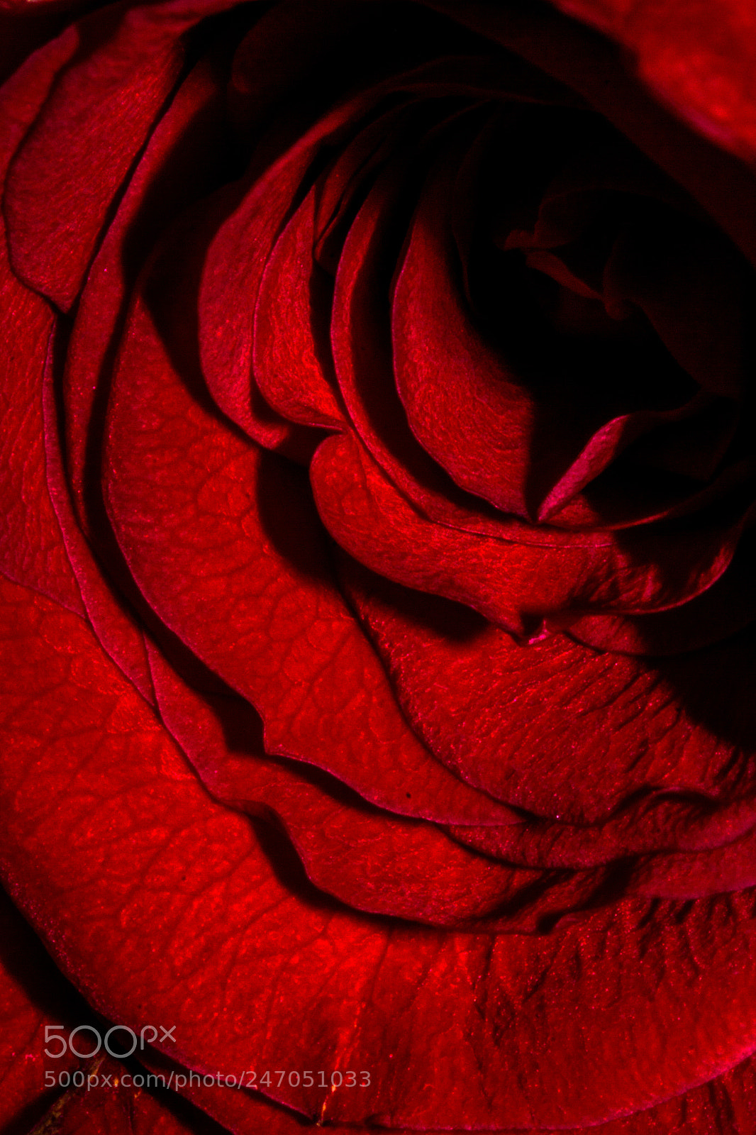 Canon EOS 550D (EOS Rebel T2i / EOS Kiss X4) sample photo. Rosewater desolation - 2 photography