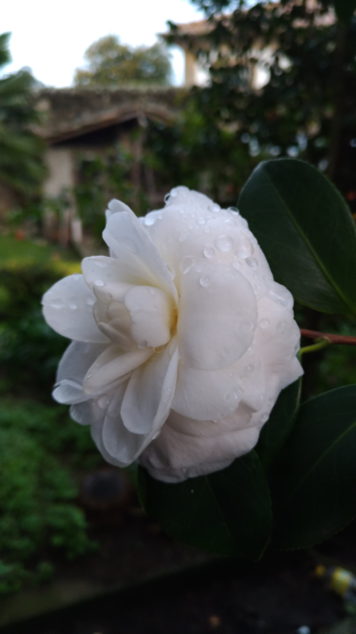 ASUS ZenFone 3 (ZE552KL) sample photo. White flower photography