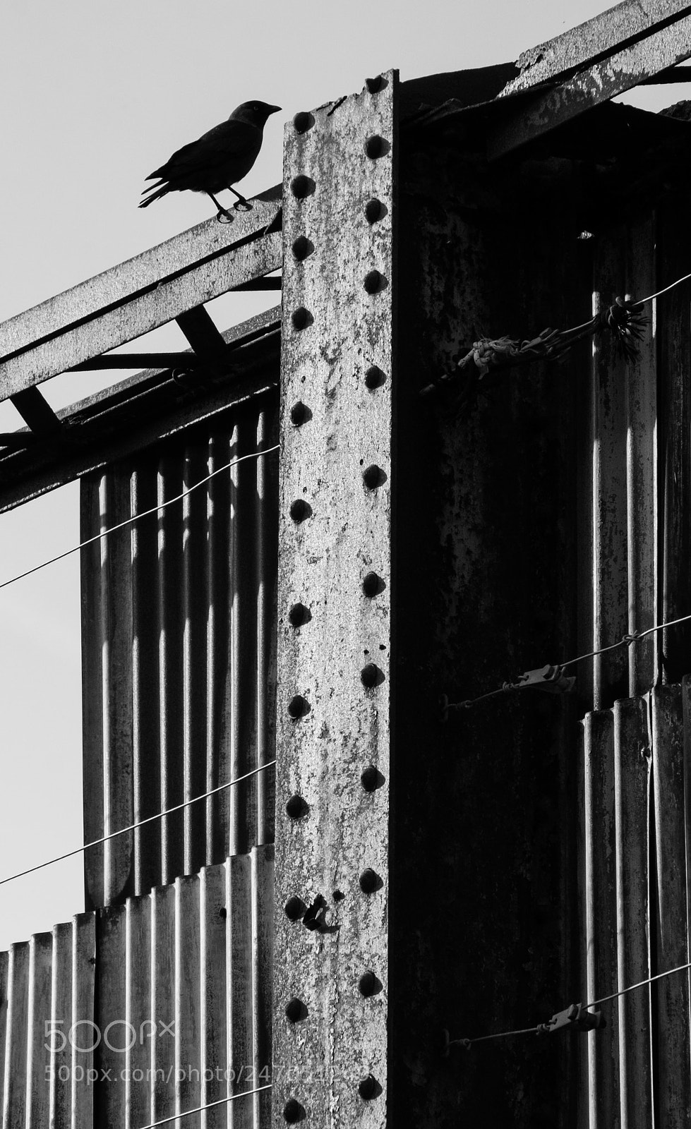 Fujifilm X-T1 sample photo. Bird, girder and corrugated photography