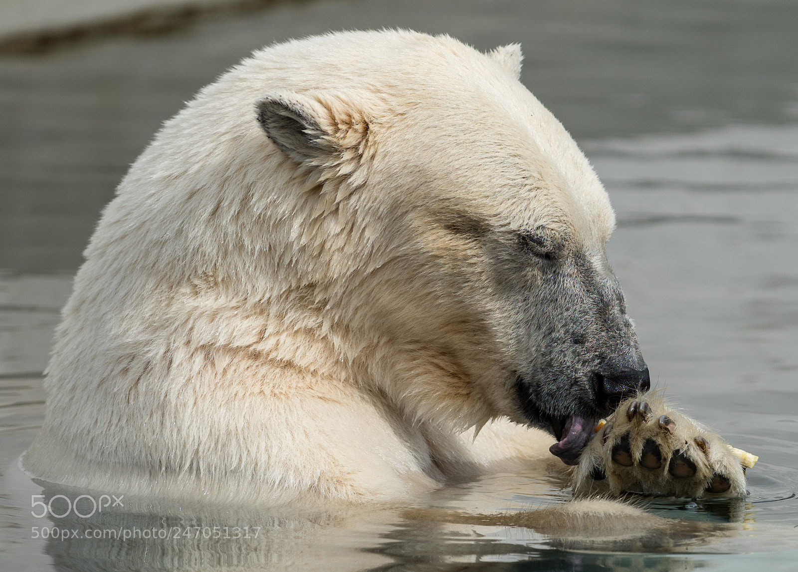 Nikon D810 sample photo. Polar bear photography