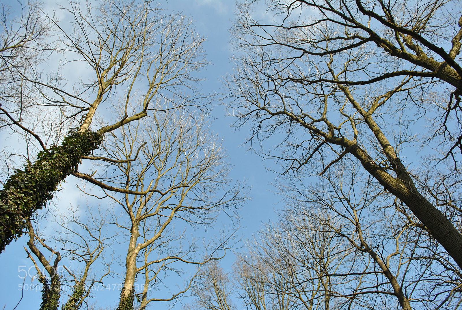 Nikon D3000 sample photo. Looking up photography
