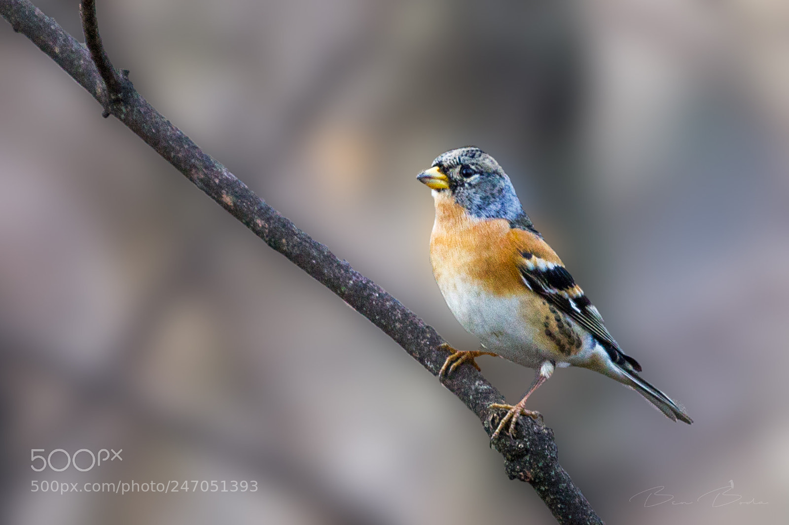 Canon EOS-1D Mark IV sample photo. Brambling photography