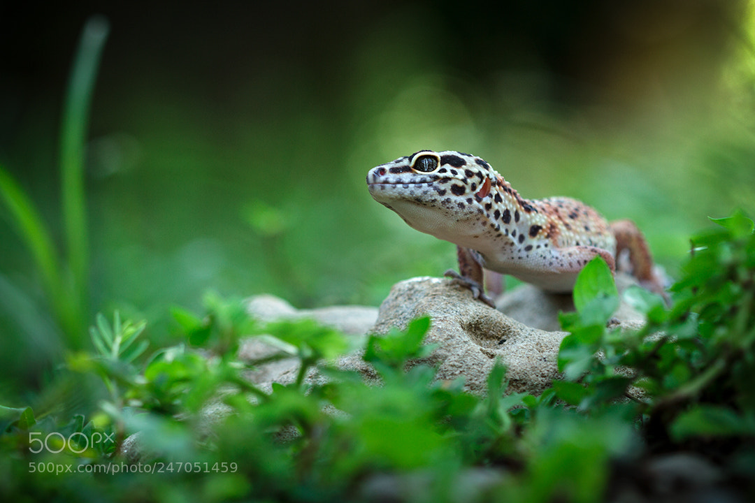 Canon EOS 7D sample photo. Gecko, lizard, leopard photography