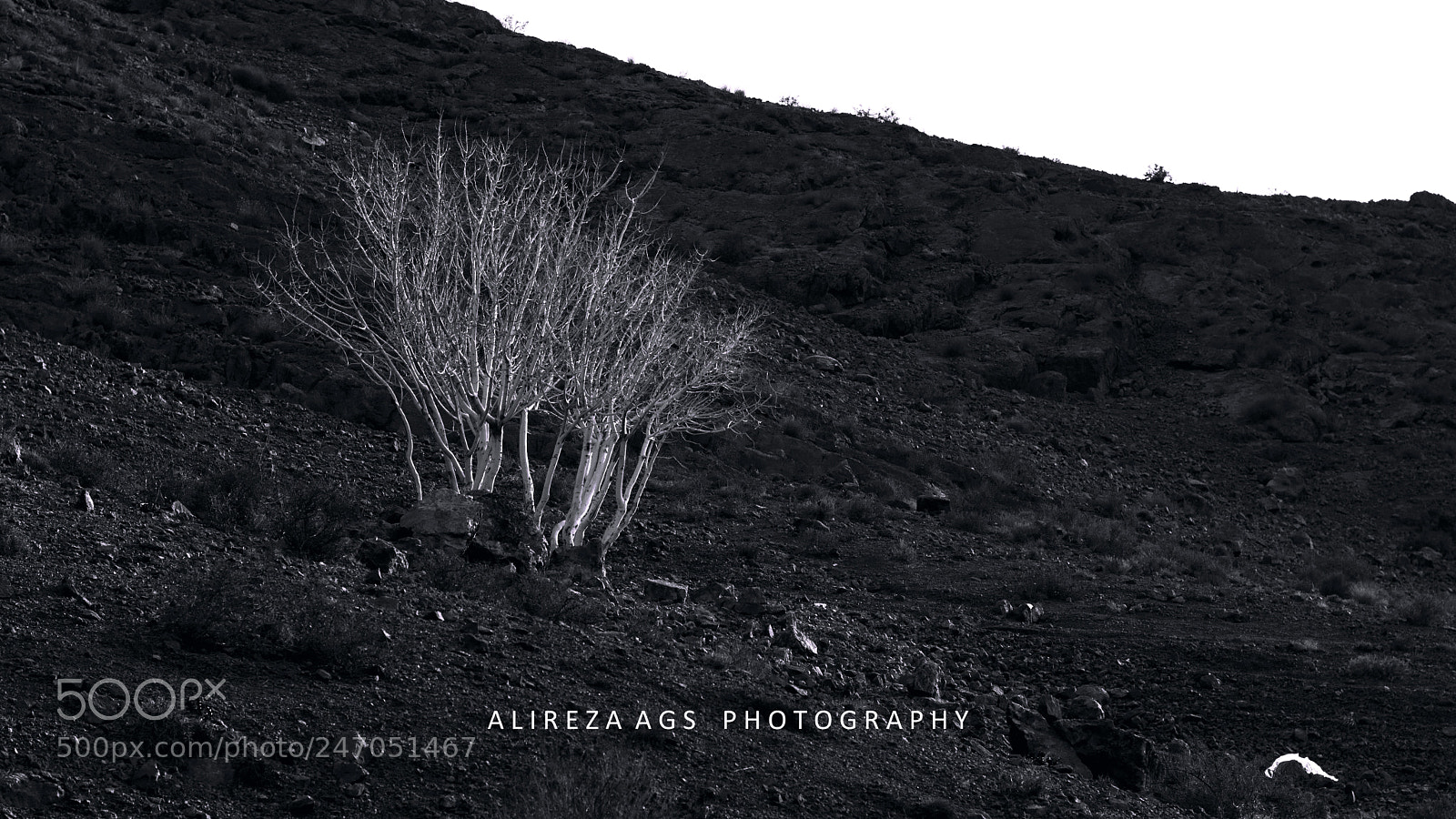 Nikon D3400 sample photo. White tree photography