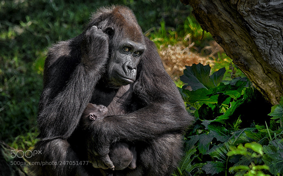 Nikon D7000 sample photo. 150413-018 gorillas mother kimya photography