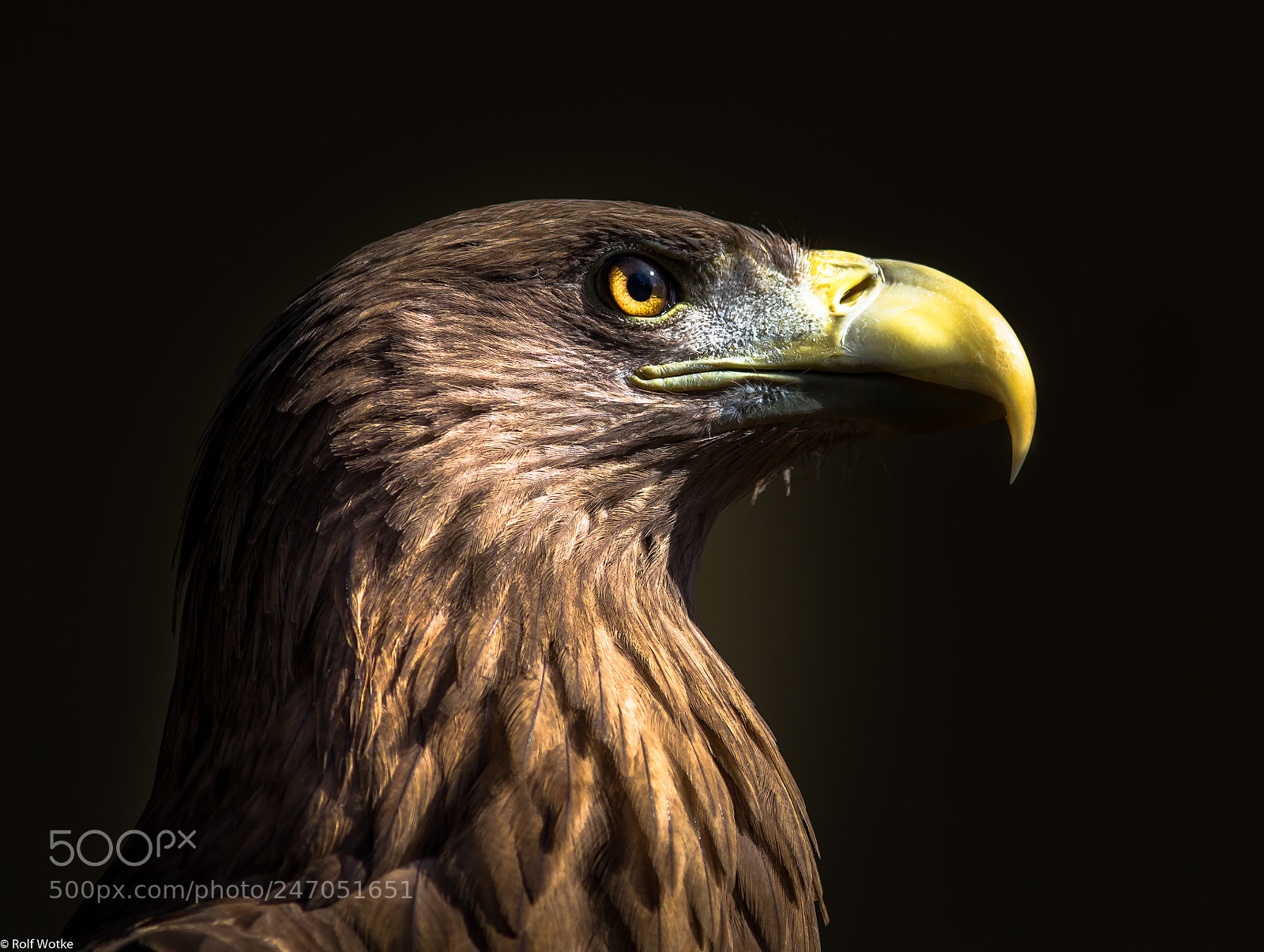 Canon EOS 7D Mark II sample photo. Adler portrait photography