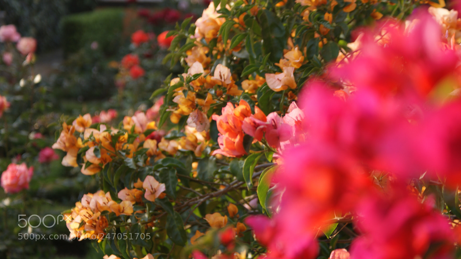 Sony DT 18-70mm F3.5-5.6 sample photo. Flower patron photography