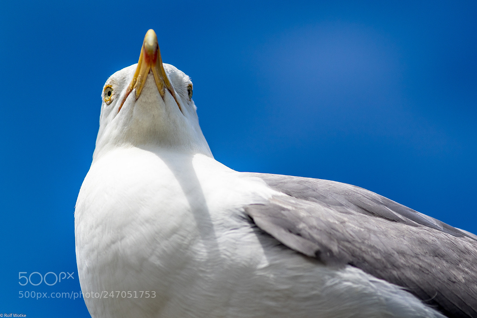 Canon EOS 7D Mark II sample photo. Zingst möwe photography